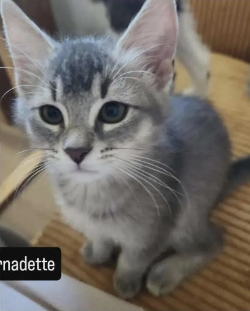 Bernadette thumbnail 2