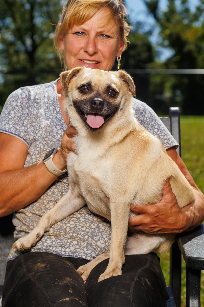 A young small-sized male Pug dog named Jay for adoption in Chester Springs, PA