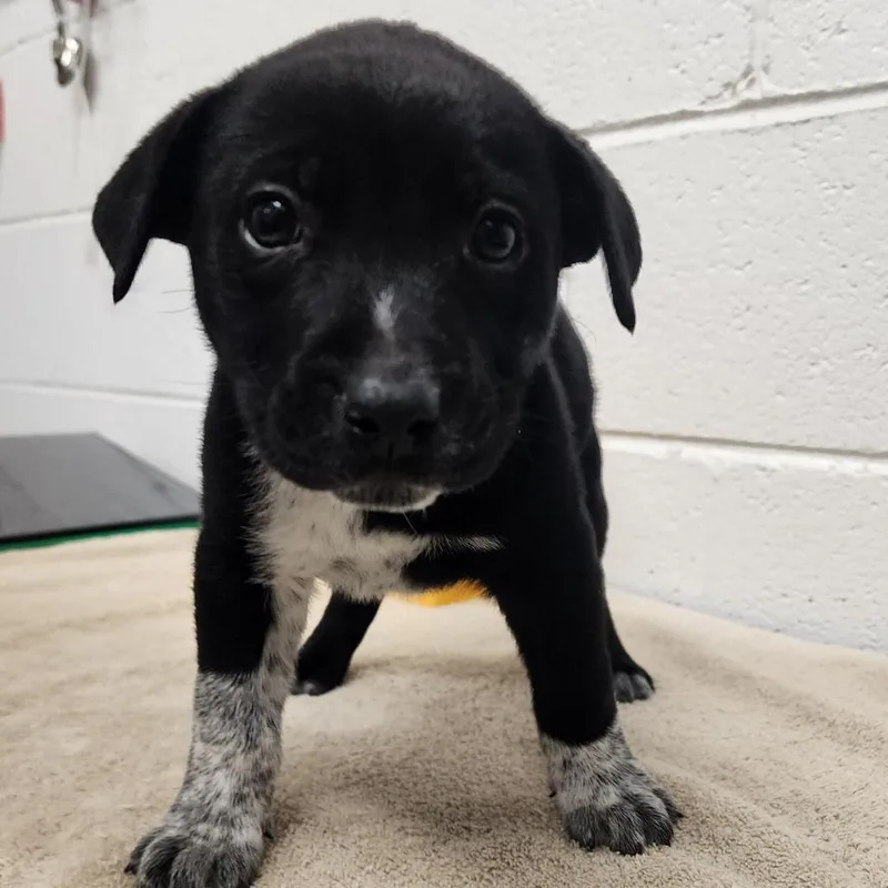 A baby small-sized female Black Mixed Breed dog named Jackson for adoption in Evensville, TN