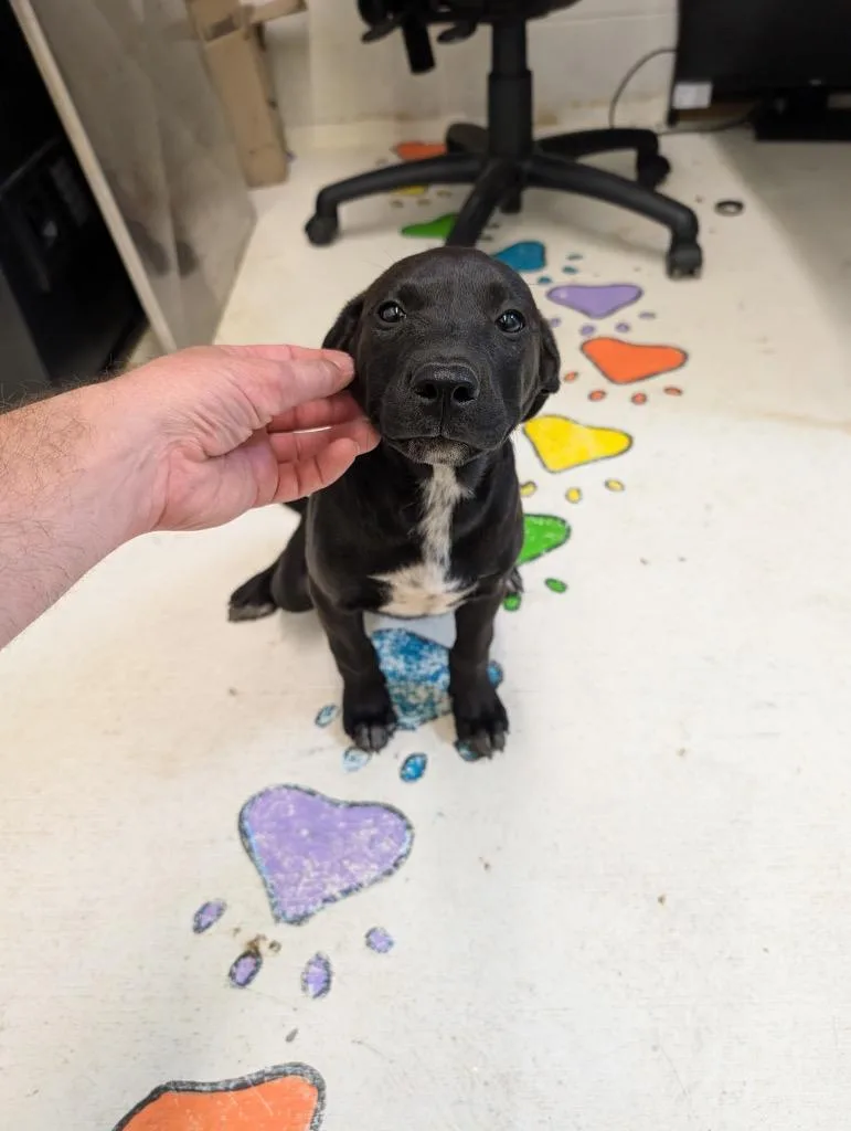 A baby small-sized female Mixed Breed dog named Ann for adoption in Chickamauga , GA