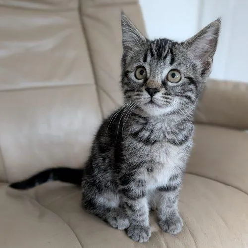 A baby small-sized female Tabby (Gray / Blue / Silver) Domestic Short Hair cat named Pauline for adoption in Knoxville, TN