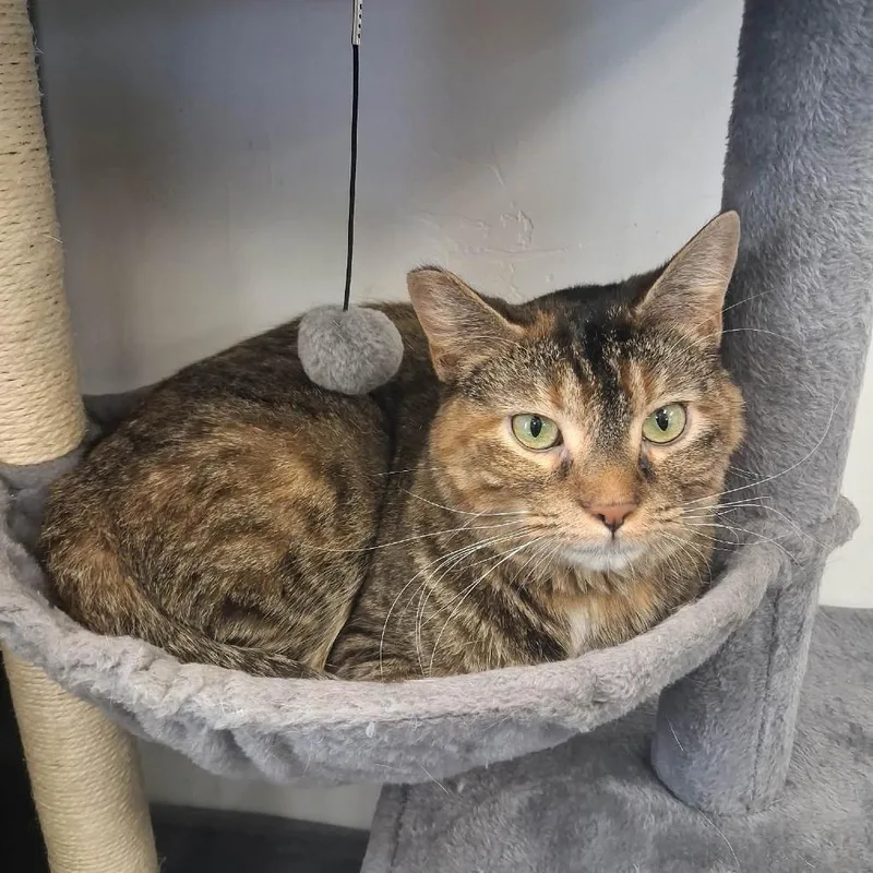 An adult medium-sized female Torbie Domestic Short Hair cat named Lady Tremaine for adoption in Murray, UT