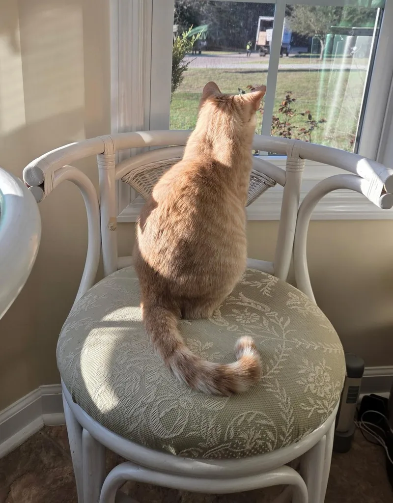A young medium-sized female Orange & White Domestic Short Hair cat named Pumpkin for adoption in Conway, SC
