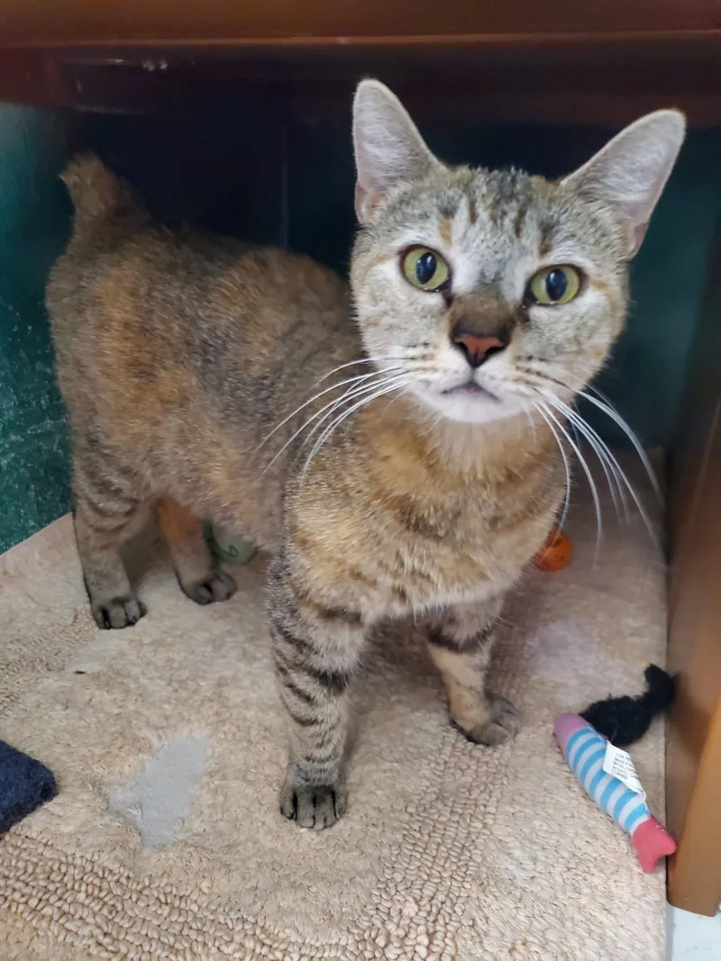 An adult large-sized female Domestic Short Hair cat named Tilly for adoption in Altoona, PA