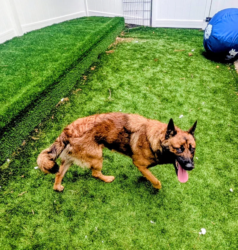 An adult medium-sized male German Shepherd Dog dog named Indiana Bones for adoption in Mount Juliet, TN