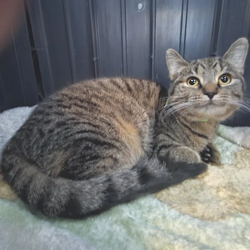 A young medium-sized female Brown / Chocolate Domestic Short Hair cat named Bella for adoption in Fort Wayne, IN