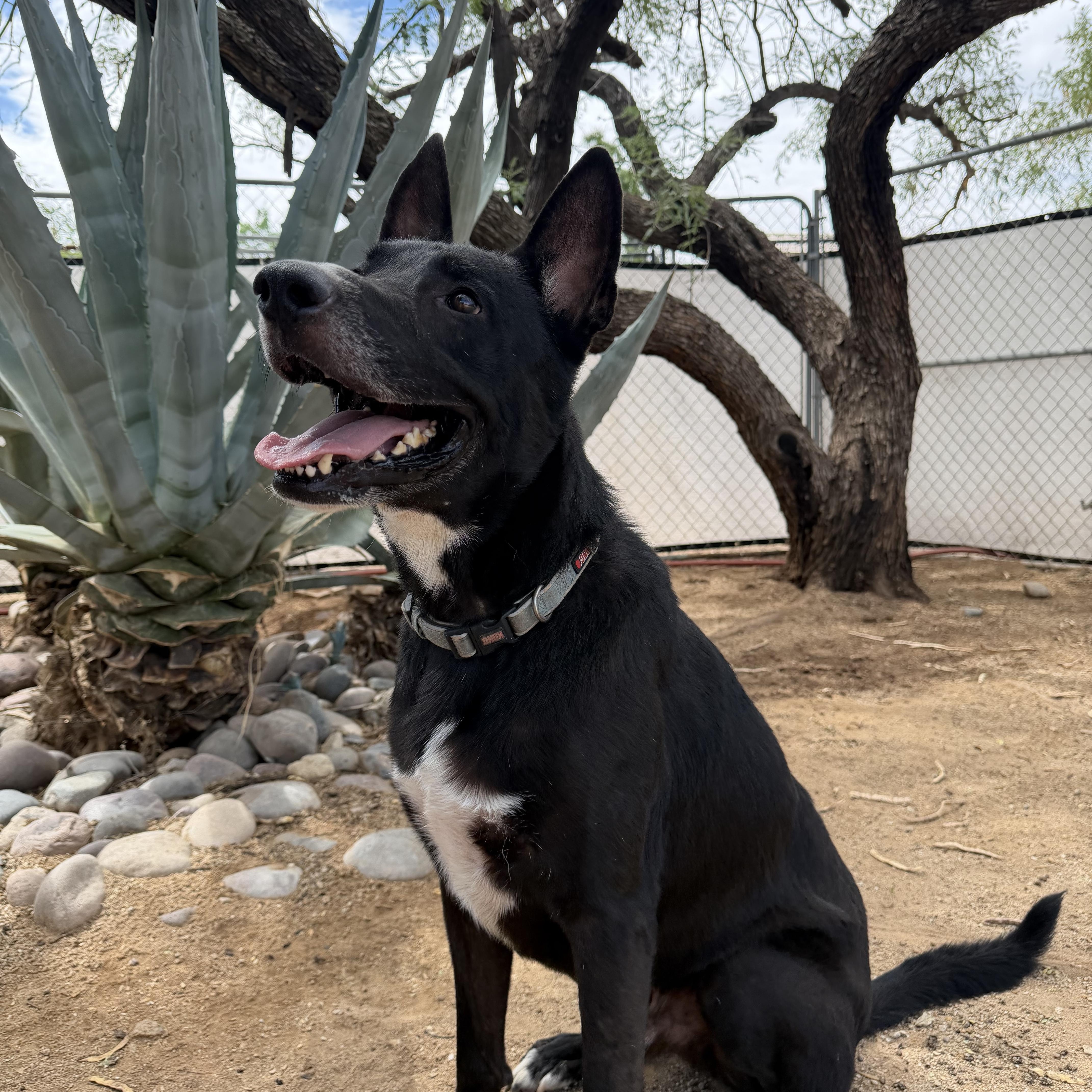 An adult large-sized male Black German Shepherd Dog dog named Tito for adoption in Oro Valley, AZ