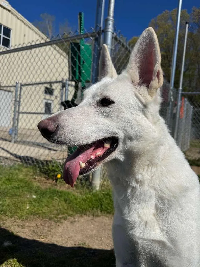 An adult large-sized female White / Cream White German Shepherd dog named Bella for adoption in Benton Harbor, MI
