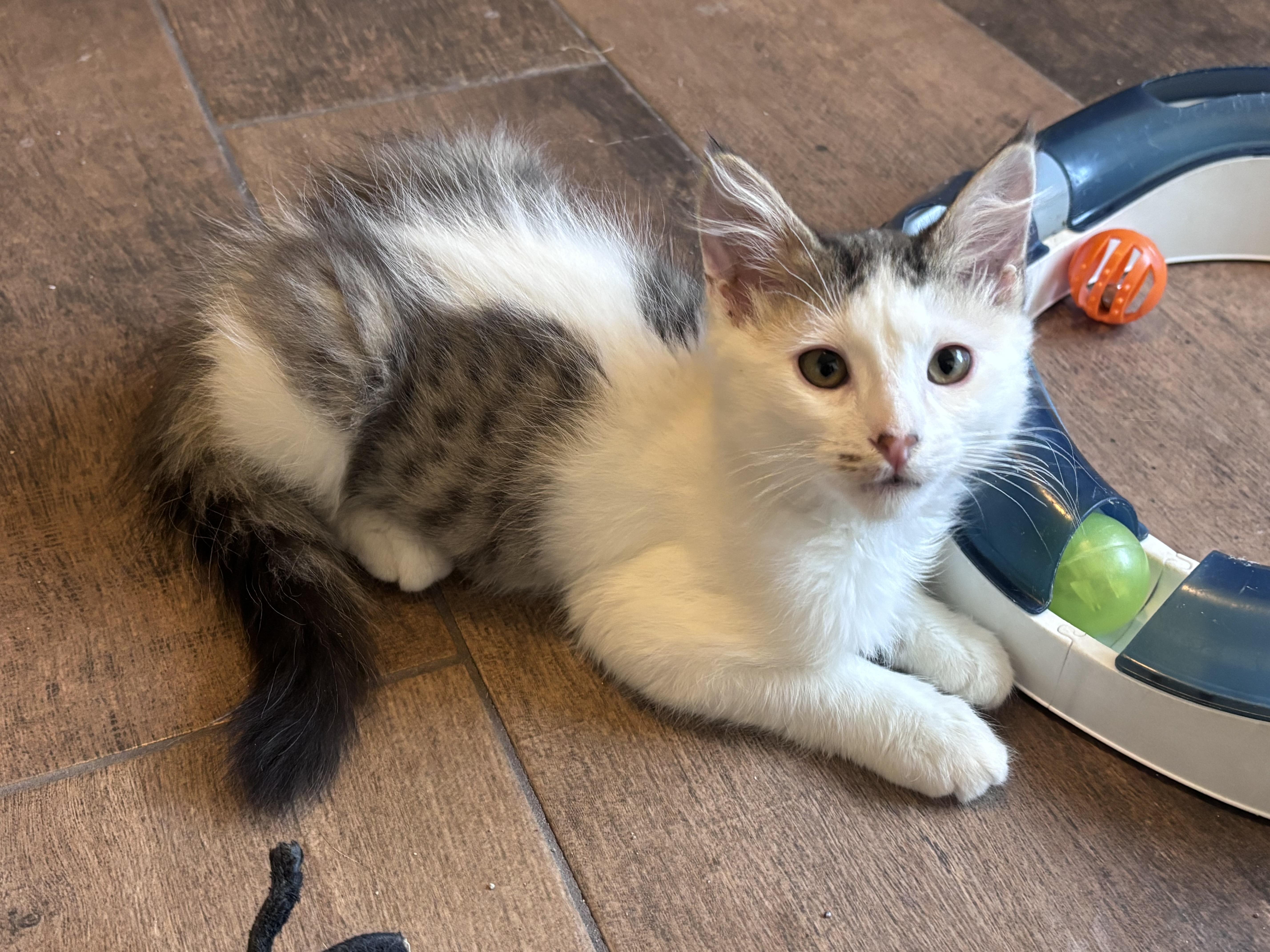A baby small-sized male Norwegian Forest Cat cat named Edward for adoption in queen creek, AZ