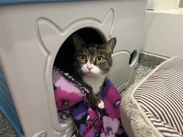 An adult medium-sized female Domestic Short Hair cat named Lilith for adoption in Boston, MA