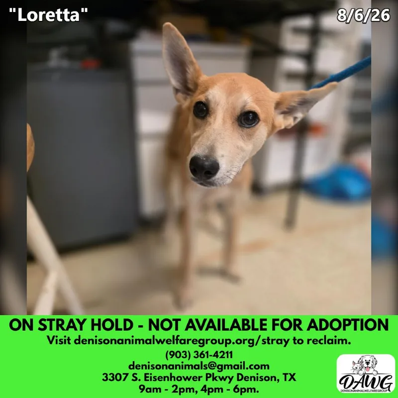 A young medium-sized female Yellow / Tan / Blond / Fawn Mixed Breed dog named Loretta for adoption in Denison, TX