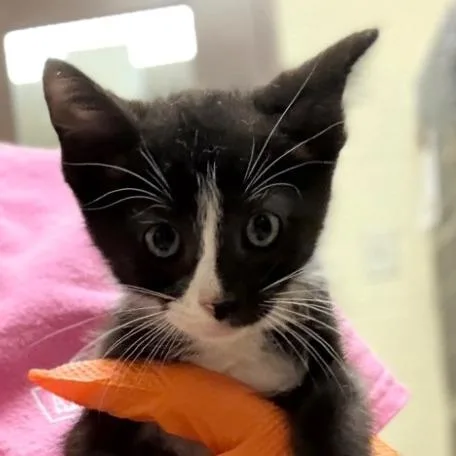 A baby small-sized male Black Domestic Short Hair cat named Belly for adoption in Leander, TX