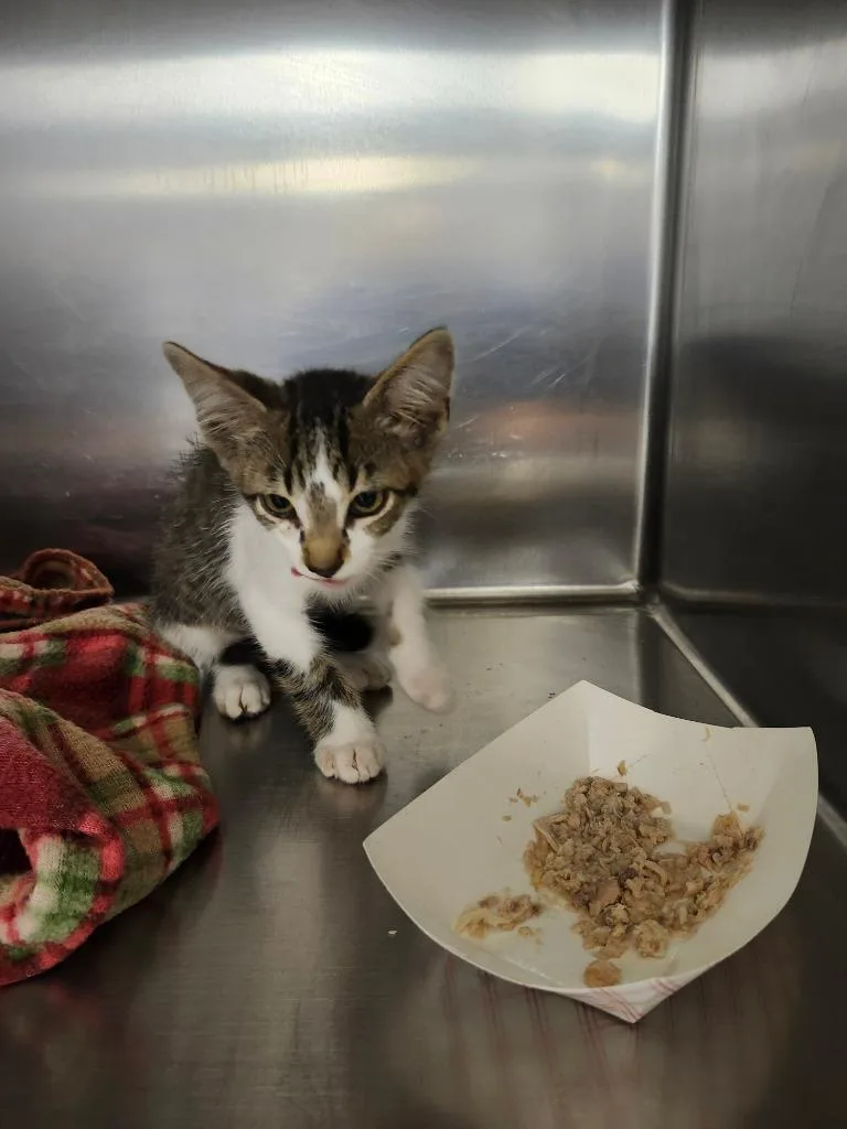 A baby small-sized male Domestic Short Hair cat named Peewee for adoption in Lockhart, TX