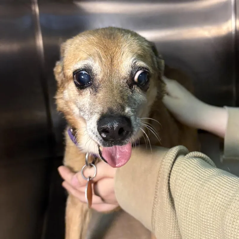 A senior small-sized female Red / Chestnut / Orange Chihuahua dog named Brie for adoption in Shawnee, KS