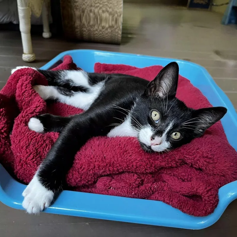 A baby small-sized male Black Domestic Short Hair cat named Fever for adoption in Brownsboro, AL