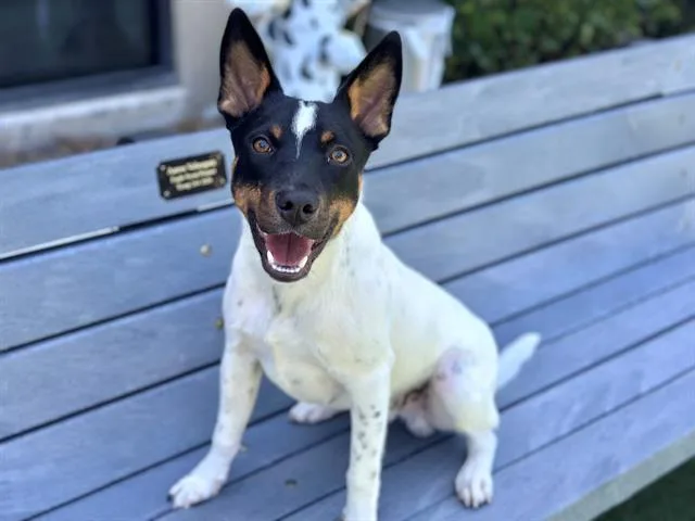 A young medium-sized male Australian Cattle Dog / Blue Heeler dog named Jack Jack for adoption in Santa Clara, CA