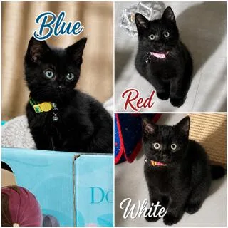 A baby medium-sized male Black Domestic Short Hair cat named Blue for adoption in Philadelphia, PA