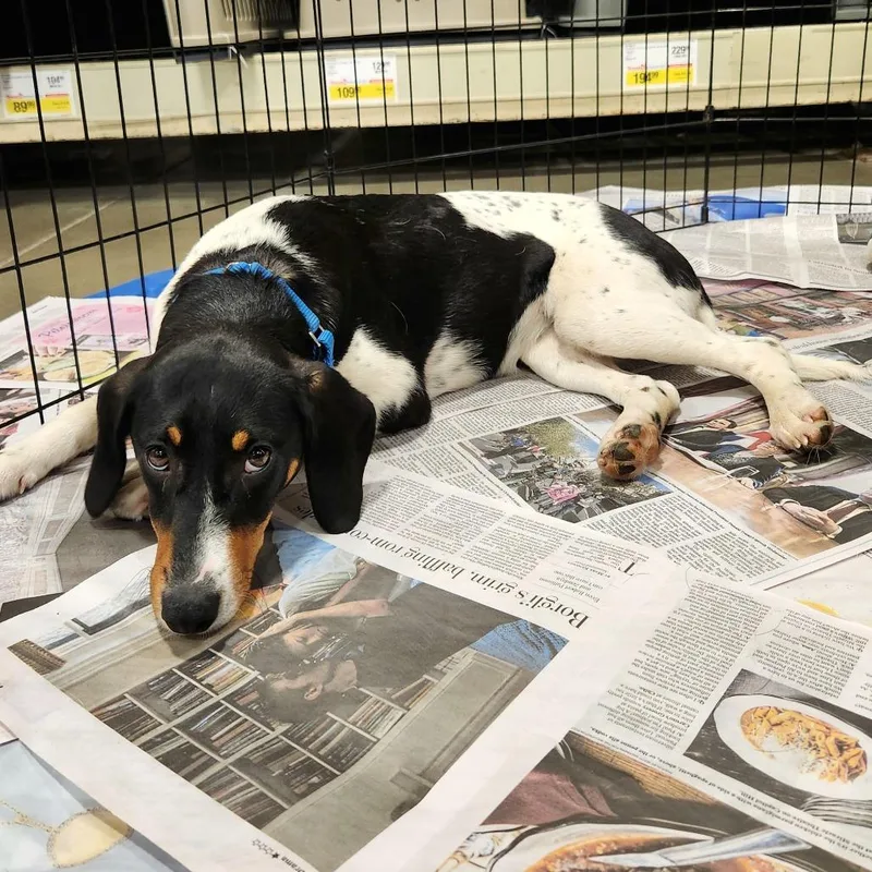 A baby medium-sized female Black Beagle dog named Goldie Pup: Kate for adoption in Falls Church, VA