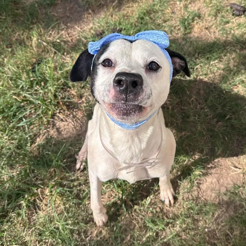A young medium-sized female American Staffordshire Terrier dog named Carmen for adoption in Pittsburgh, PA