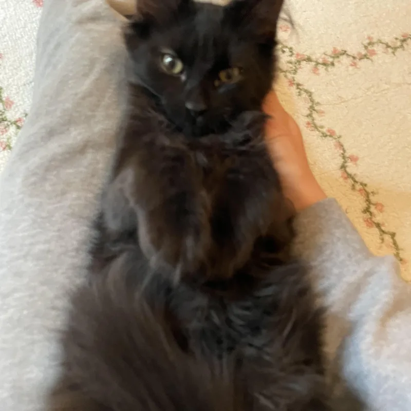 A young small-sized male Domestic Long Hair cat named Johnny for adoption in Pottstown, PA