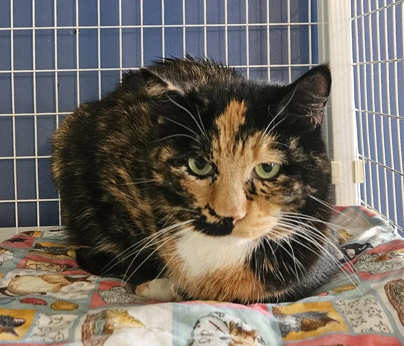 An adult medium-sized female Tortoiseshell cat named Baileys for adoption in Claremont, NH