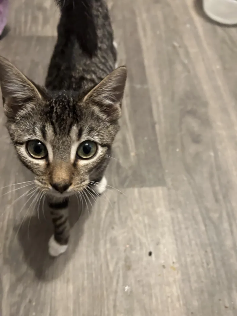 A baby small-sized male Domestic Short Hair cat named Carson for adoption in Heyburn, ID