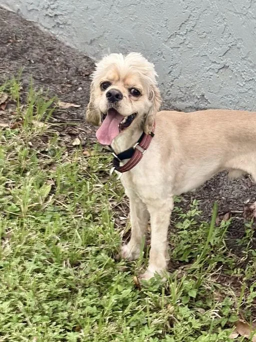An adult medium-sized male Cocker Spaniel dog named Winston for adoption in Cape Coral, FL