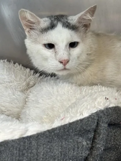 An adult small-sized male Domestic Medium Hair cat named Lychee for adoption in Roseville, CA