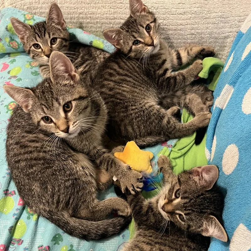 A baby small-sized female Brown / Chocolate Domestic Short Hair cat named Linguini Ramishvili for adoption in Merrifield, VA