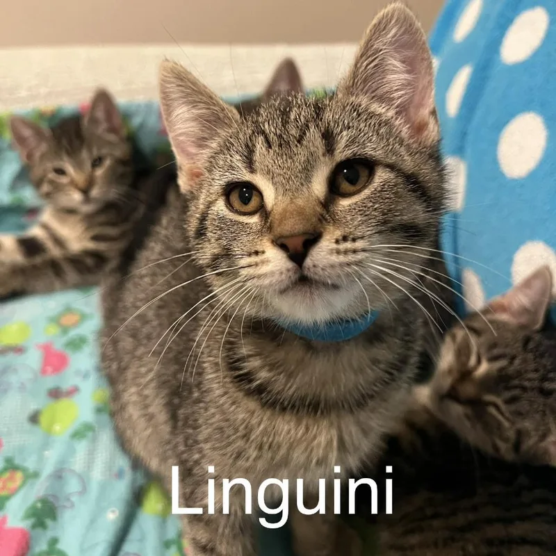 Linguini Ramishvili thumbnail 2
