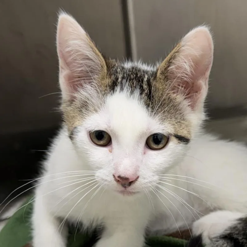 A baby small-sized male White Domestic Short Hair cat named Pot Roast for adoption in Gloucester, VA