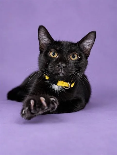 A baby small-sized male Domestic Short Hair cat named Flynn for adoption in Westminster, MD