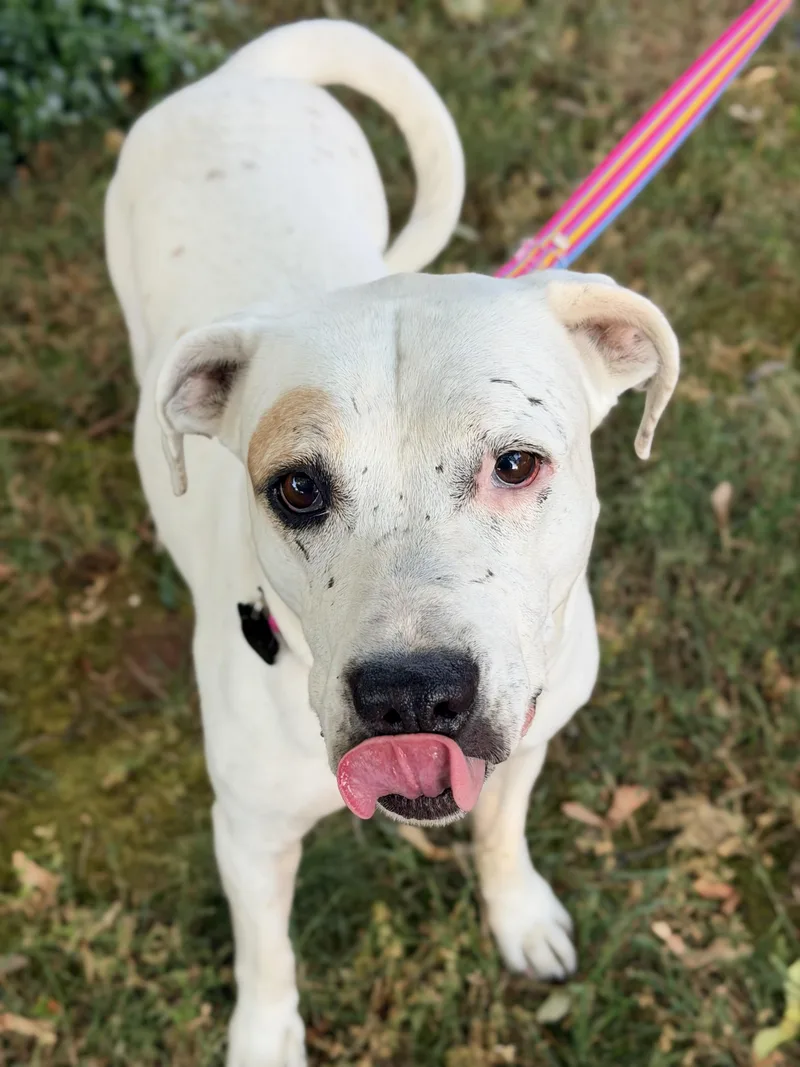 A senior medium-sized female White / Cream Pit Bull Terrier dog named Lolly for adoption in Beavercreek, OR
