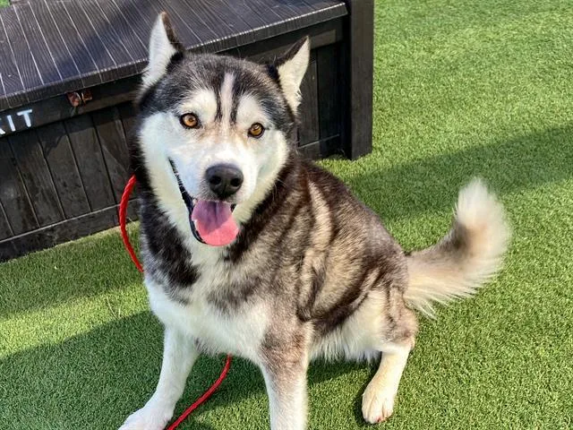 A young large-sized male Siberian Husky dog named Jacob for adoption in Tustin, CA