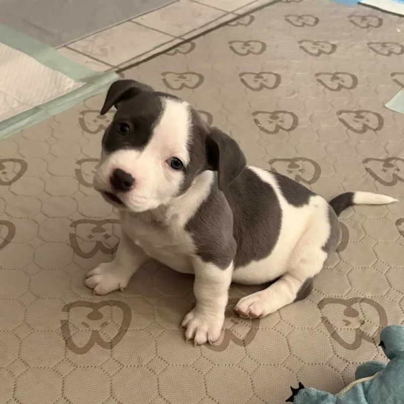 A baby medium-sized female Pit Bull Terrier dog named Lucky Charms for adoption in China Township, MI