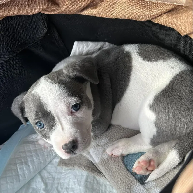 Lucky Charms thumbnail 3