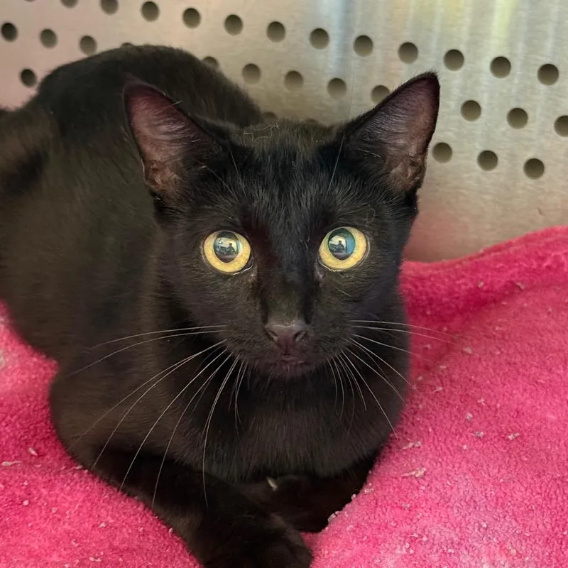 An adult medium-sized female Black Domestic Short Hair cat named Mystic for adoption in Norman, OK