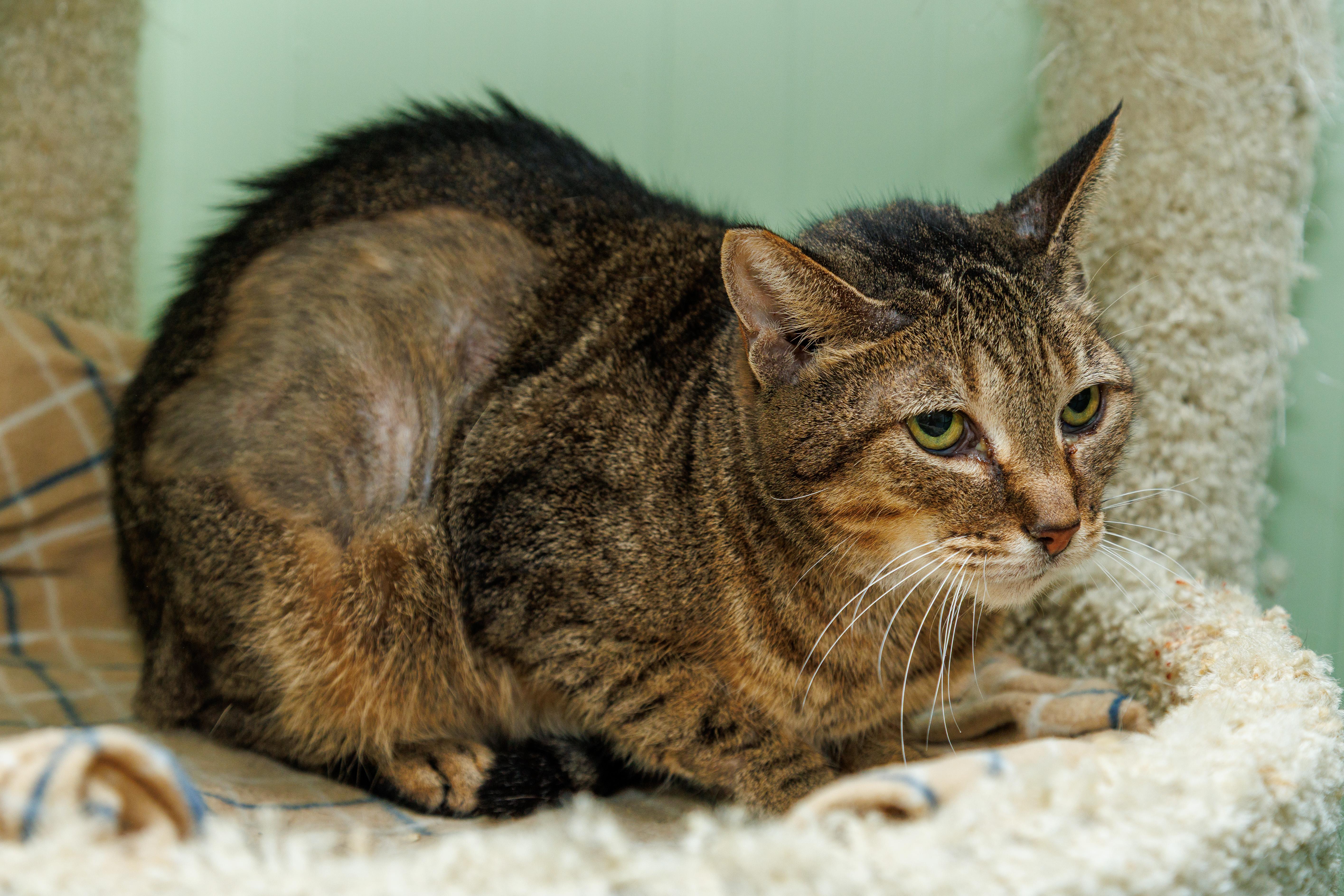An adult medium-sized male Domestic Short Hair cat named Jay for adoption in Chester Springs, PA