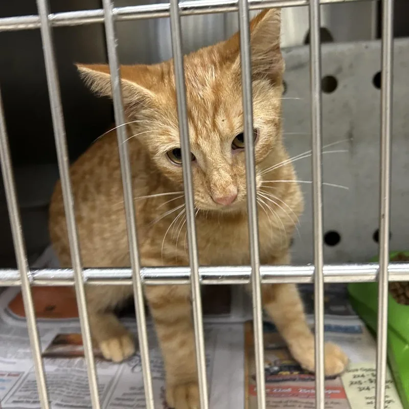 A young small-sized female Domestic Short Hair cat named Stray Sheetz for adoption in Roxboro, NC