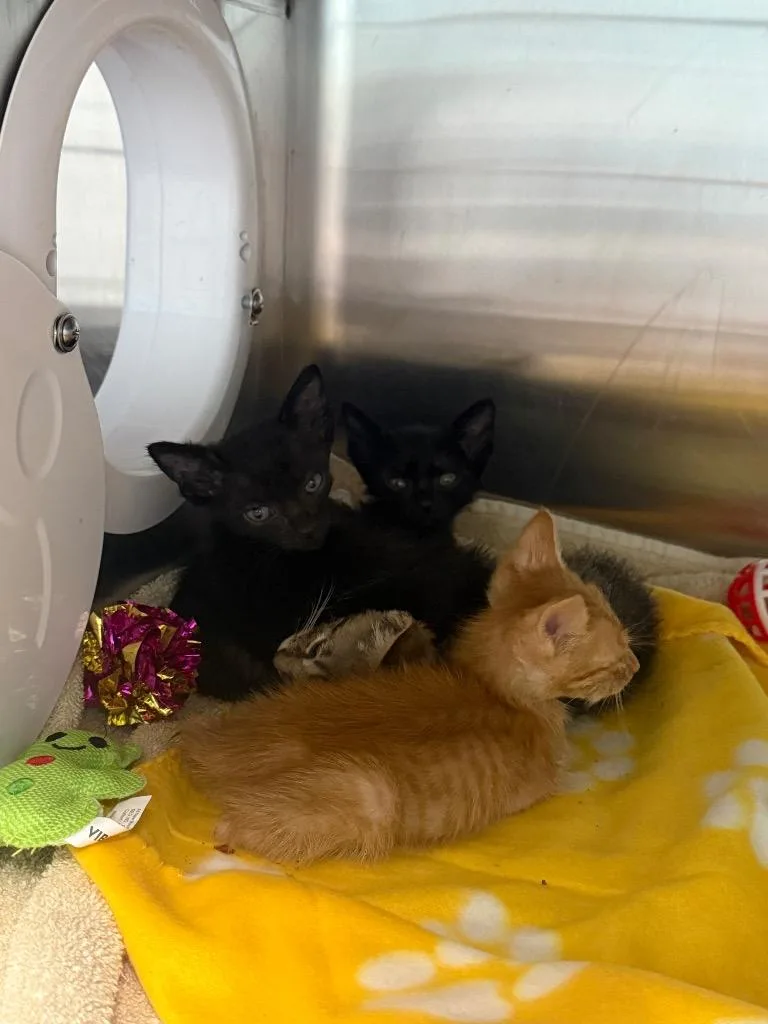 A baby small-sized male Domestic Short Hair cat named Manchego for adoption in Cape Coral, FL