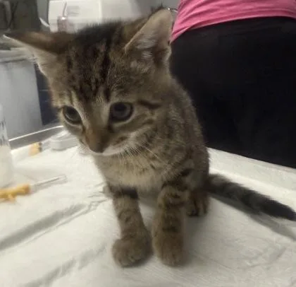 A young small-sized male Domestic Short Hair cat named B Beau for adoption in North Charleston, SC