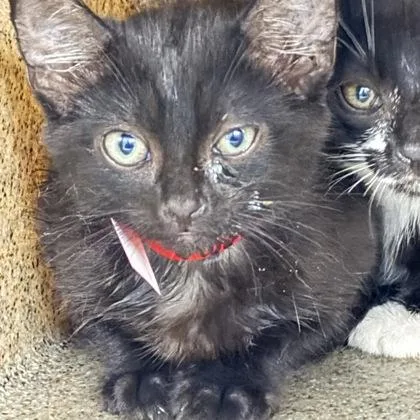 A baby small-sized female Domestic Short Hair cat named Oklahoma for adoption in Daytona Beach, FL