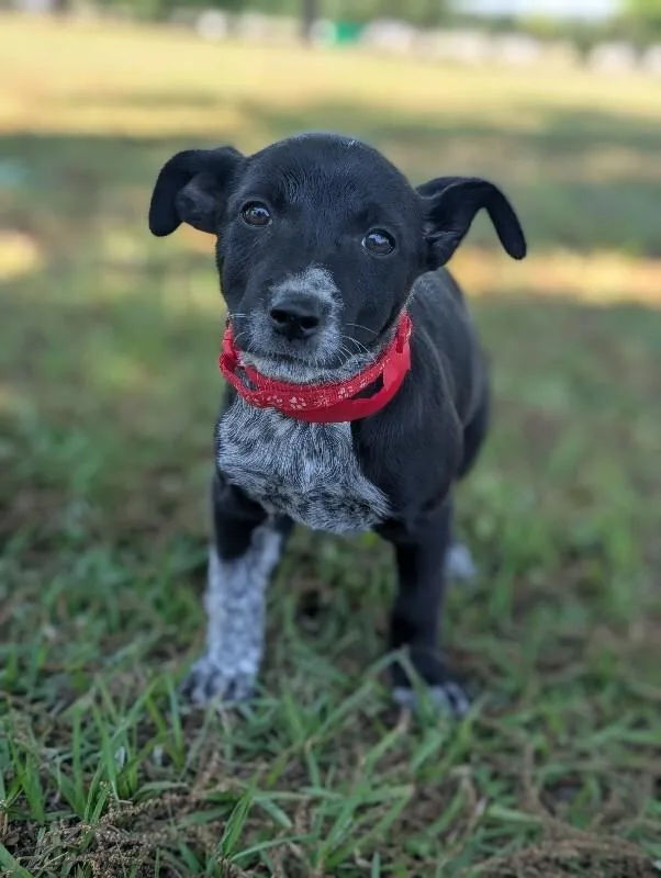 A baby small-sized female Black Australian Cattle Dog / Blue Heeler dog named Lola for adoption in Aiken, SC