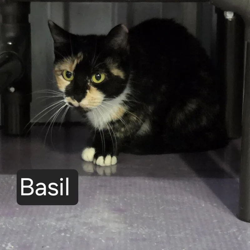 A young medium-sized female Calico Domestic Short Hair cat named Basil for adoption in SNOW HILL, NC
