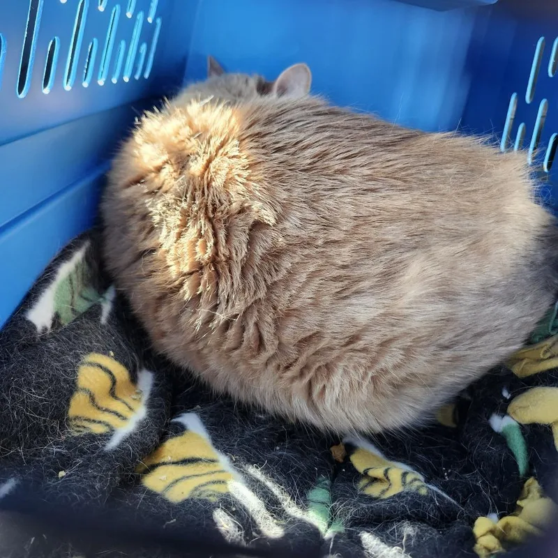 An adult small-sized female Buff / Tan / Fawn Domestic Short Hair cat named Nala for adoption in Middletown, OH