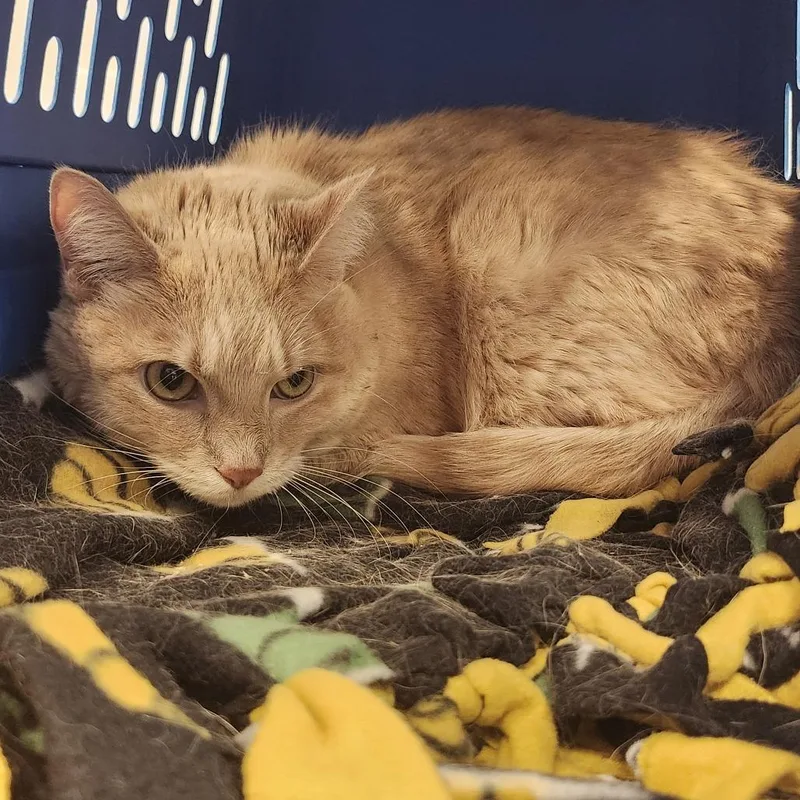 Nala thumbnail 2