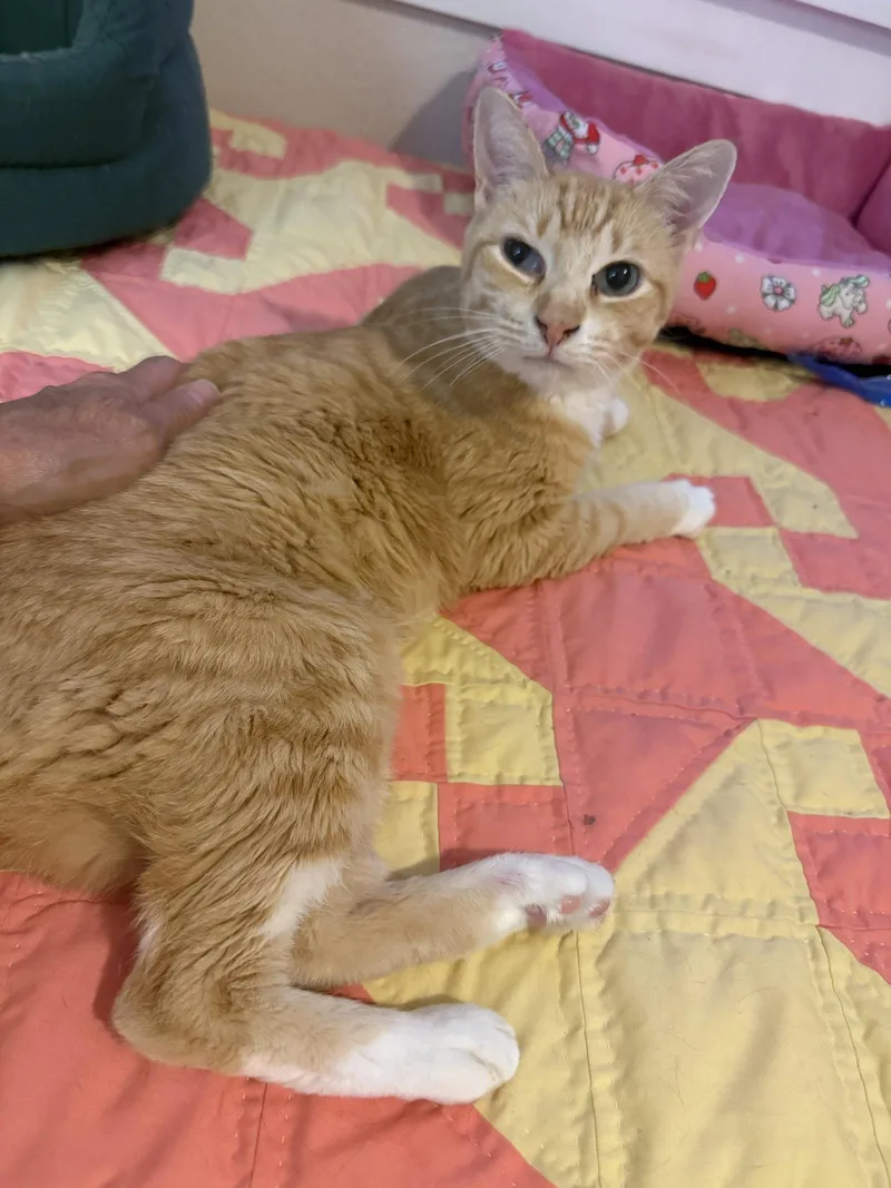 An adult small-sized female Orange / Red Domestic Short Hair cat named Maya for adoption in Aurora, CO