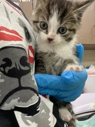 A baby small-sized male Domestic Short Hair cat named Pooh for adoption in Fishers, IN