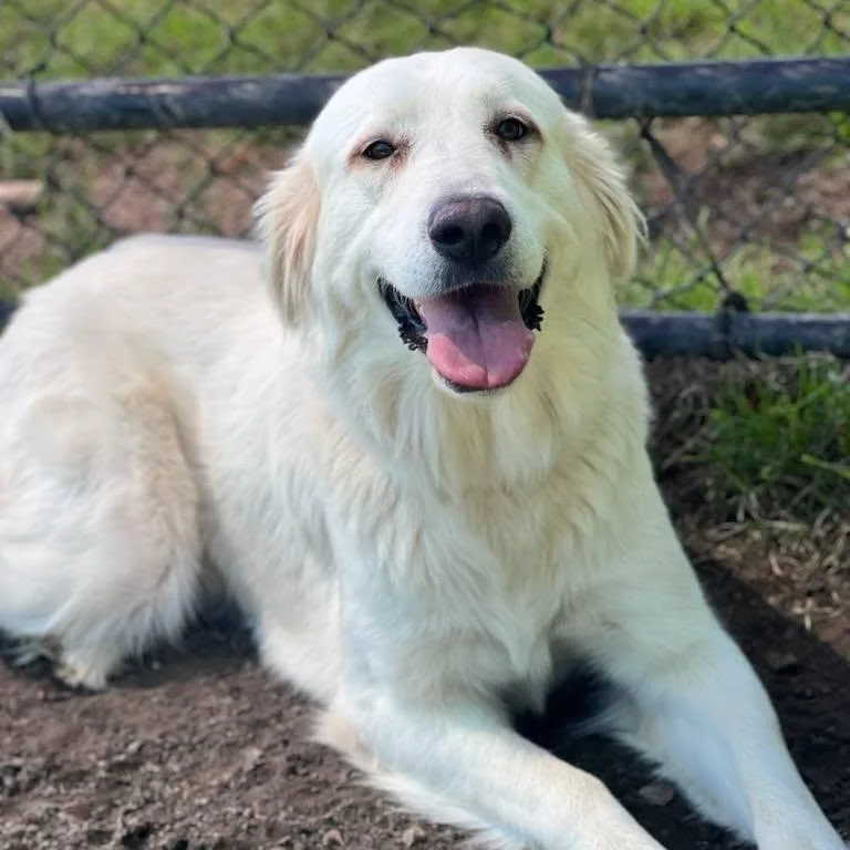 A young large-sized female White / Cream Great Pyrenees dog named Deshanna for adoption in Spring, TX