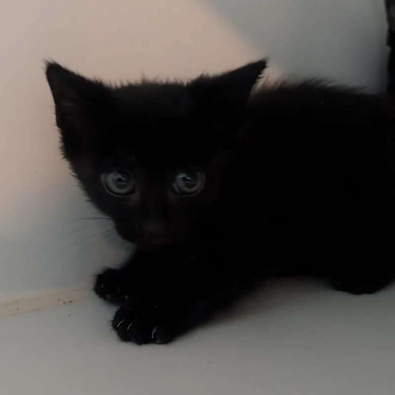 A baby small-sized female Black Domestic Short Hair cat named Alex for adoption in Jefferson city, TN